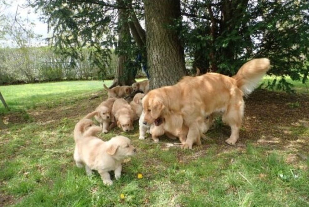 Golden-Retriever-Welpen zu verkaufen.