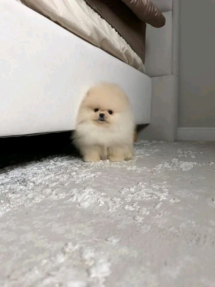 Pomeranian