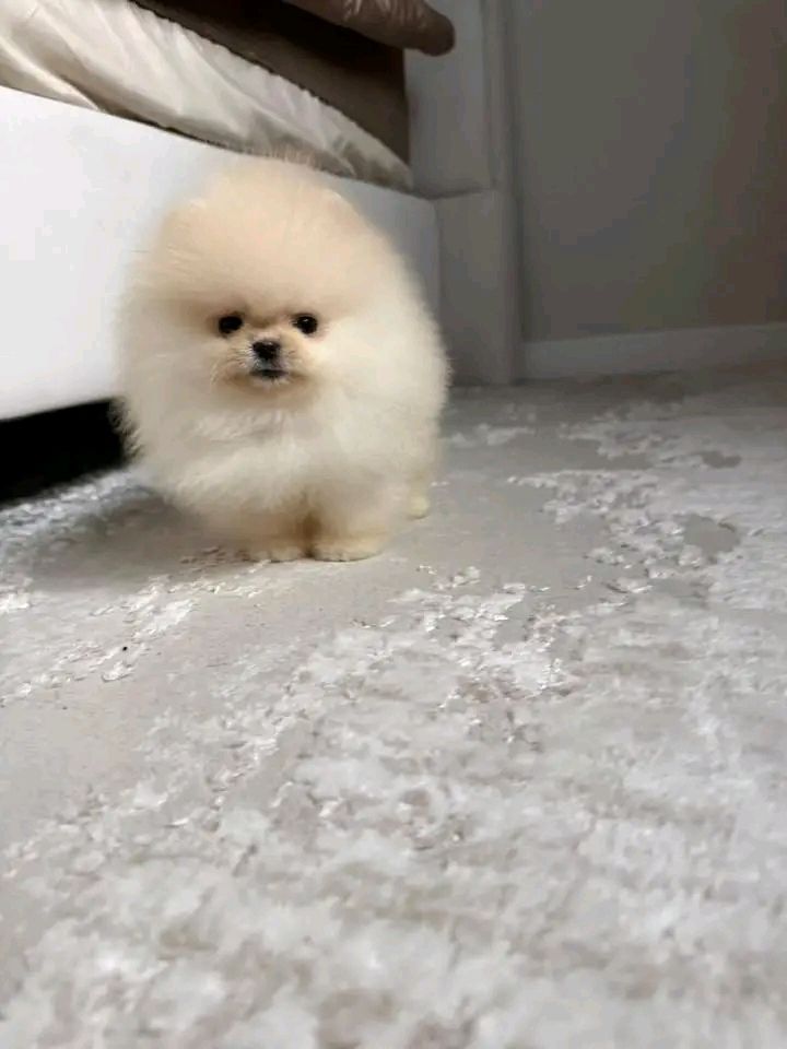 Pomeranian