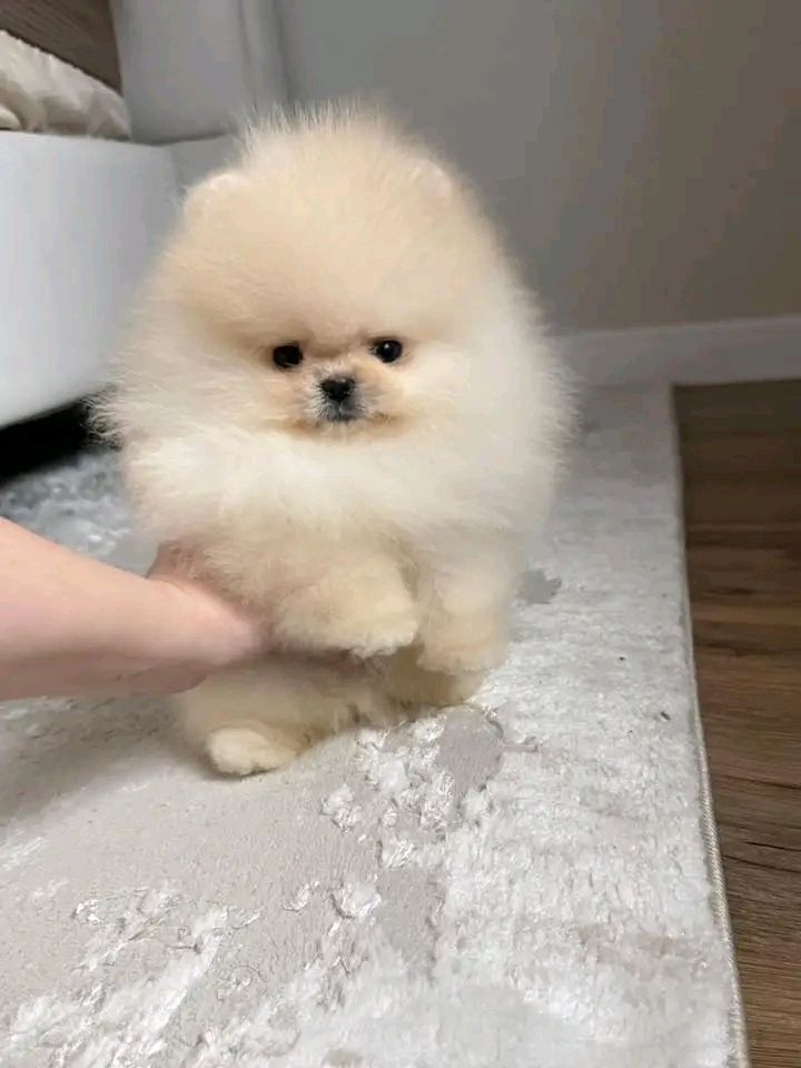 Pomeranian