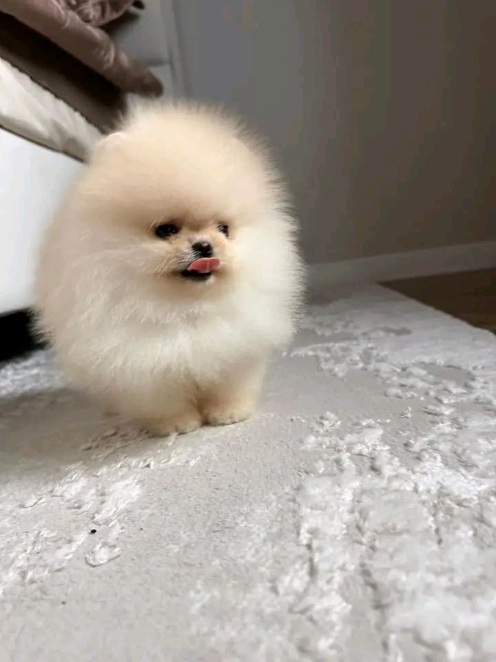 Pomeranian