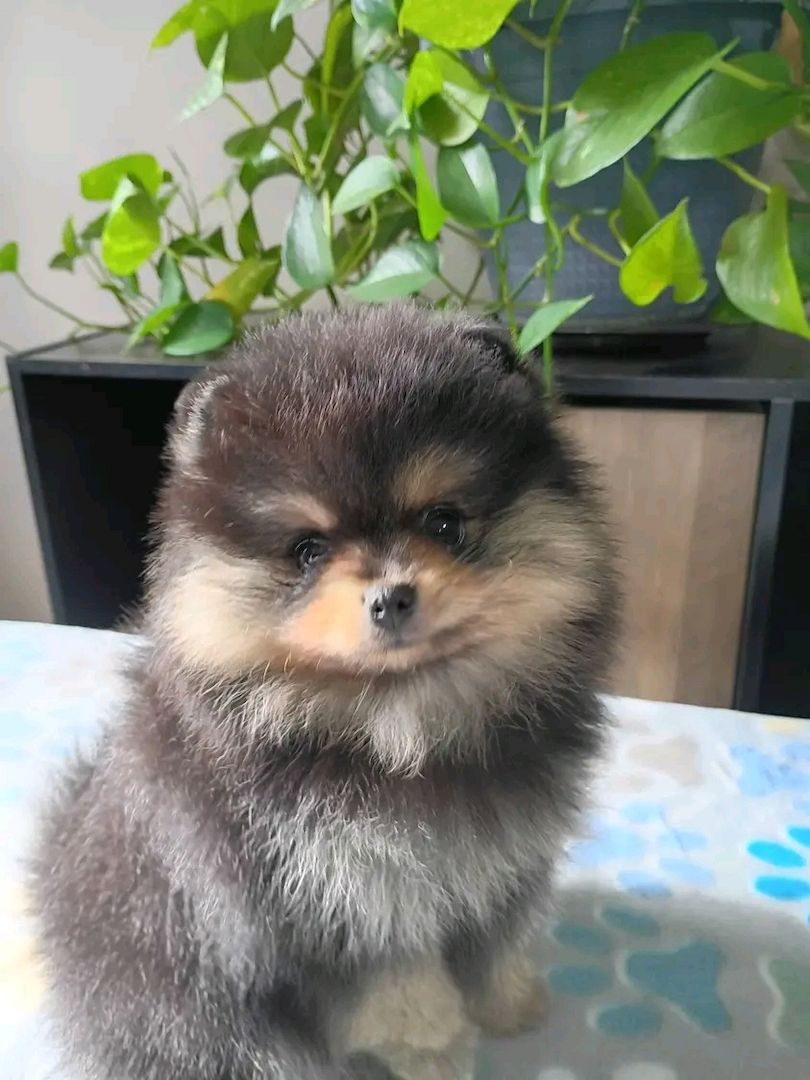 Pomeranian