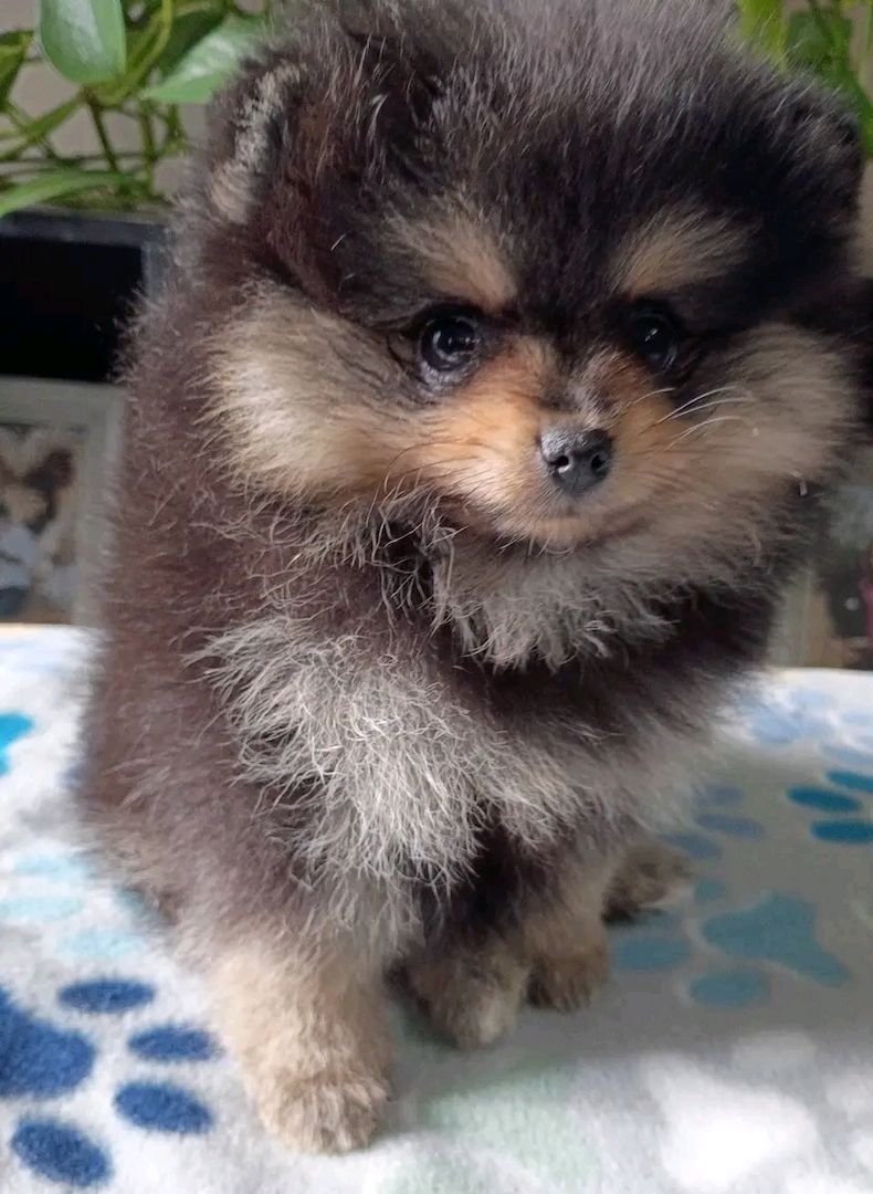 Pomeranian