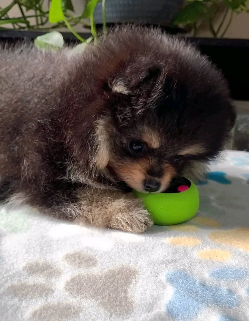 Pomeranian