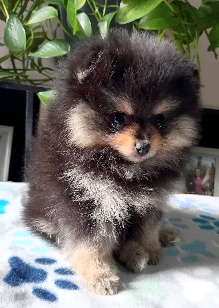 Pomeranian