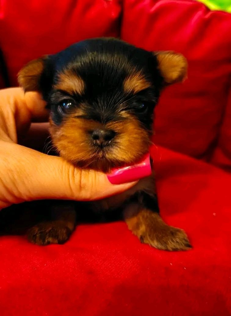 Teacup Yokies