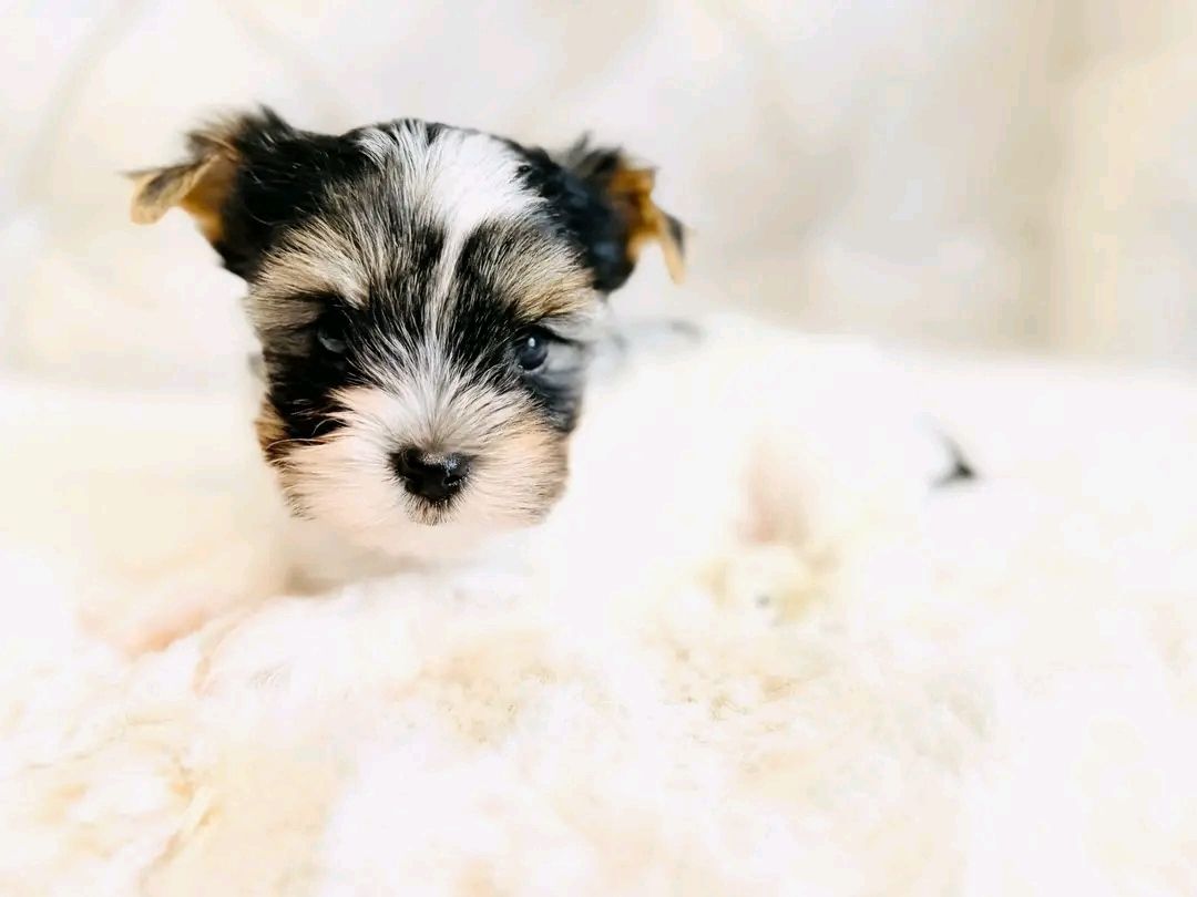 Maltese