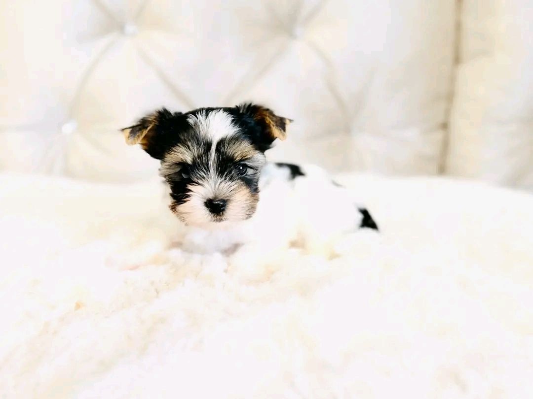 Maltese