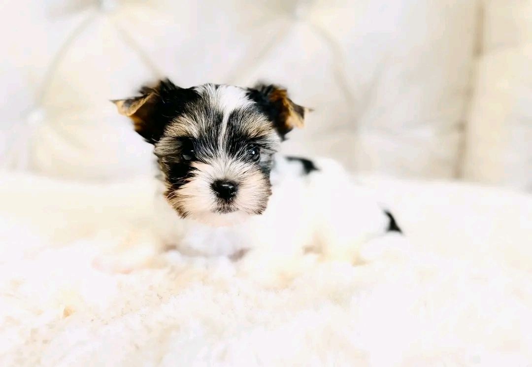Maltese