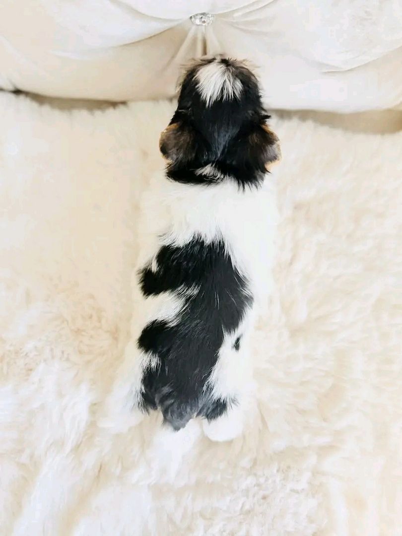 Maltese