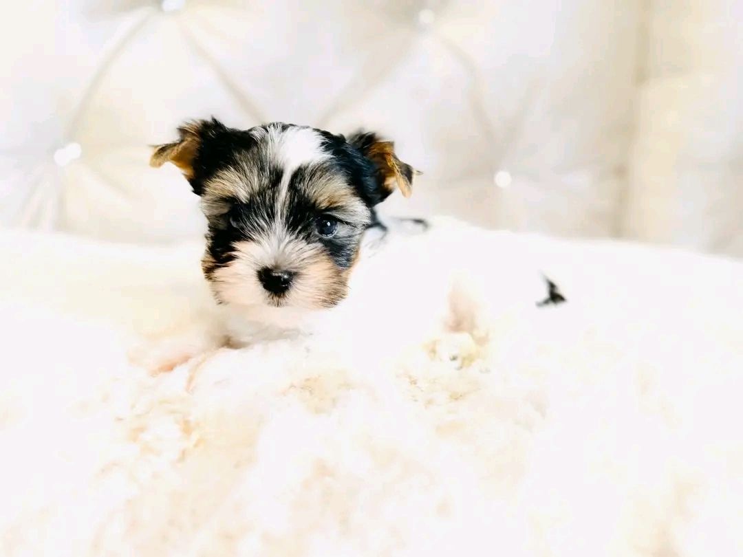 Maltese