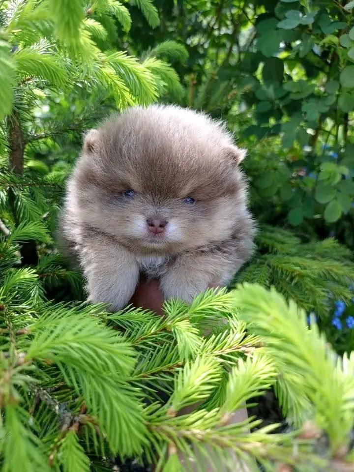 Pomeranian
