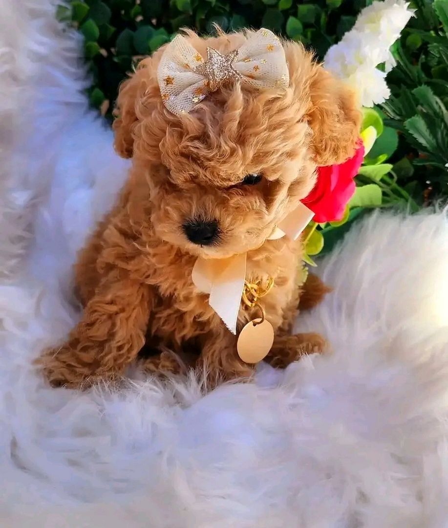 Teacup Poodle