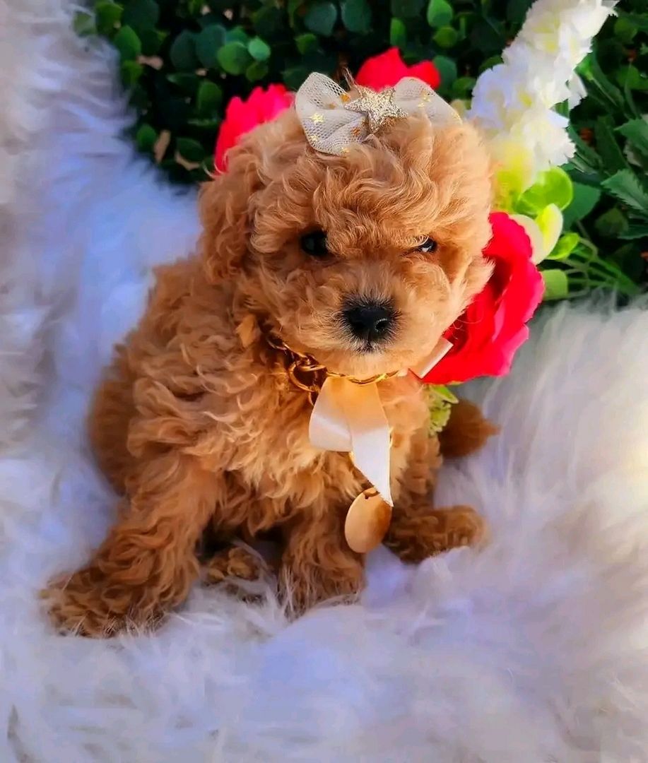 Teacup Poodle