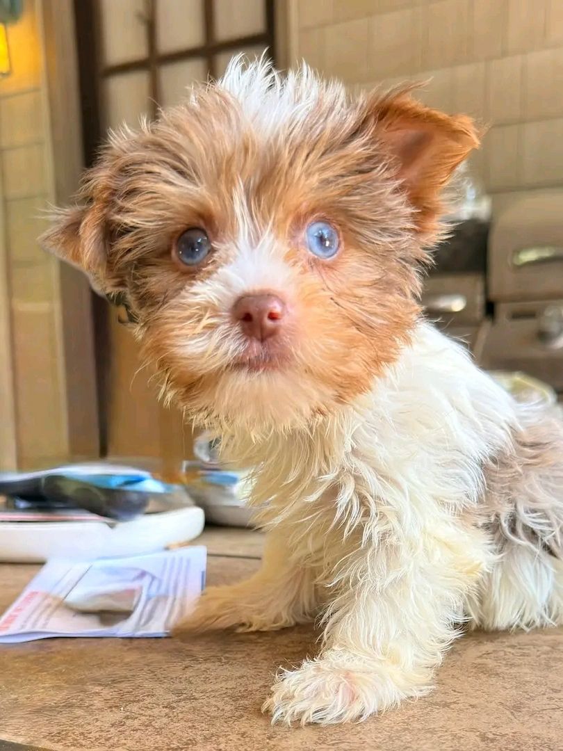 Maltese