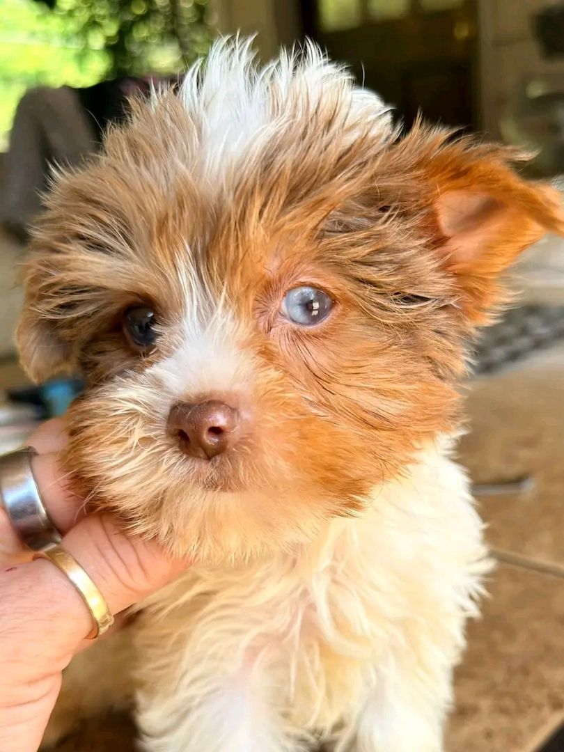 Maltese