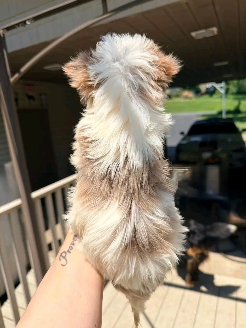 Maltese