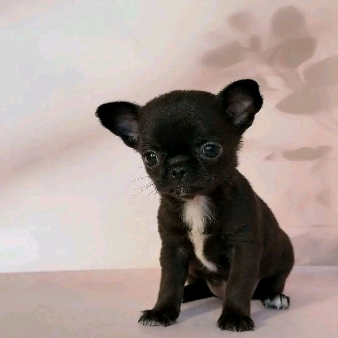 Chihuahua