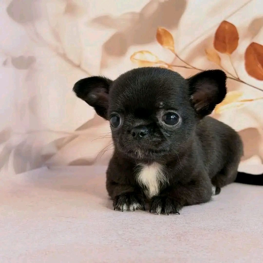 Chihuahua