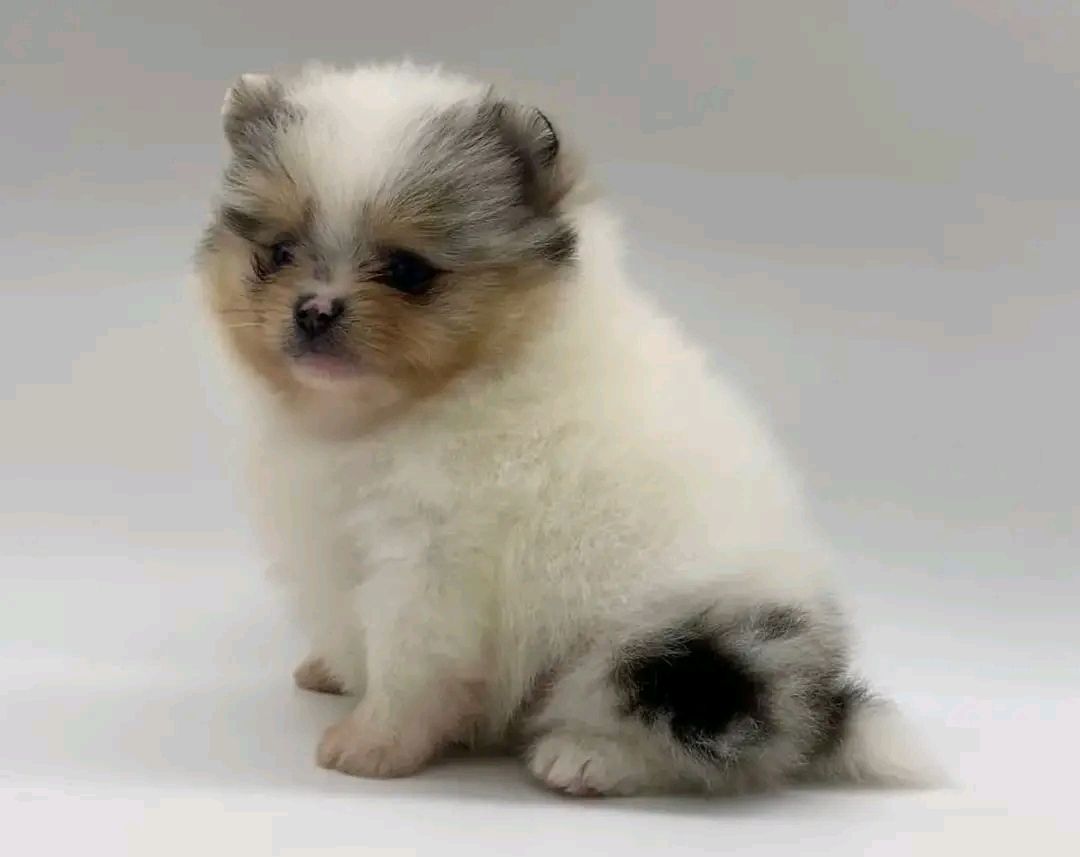Pomeranian