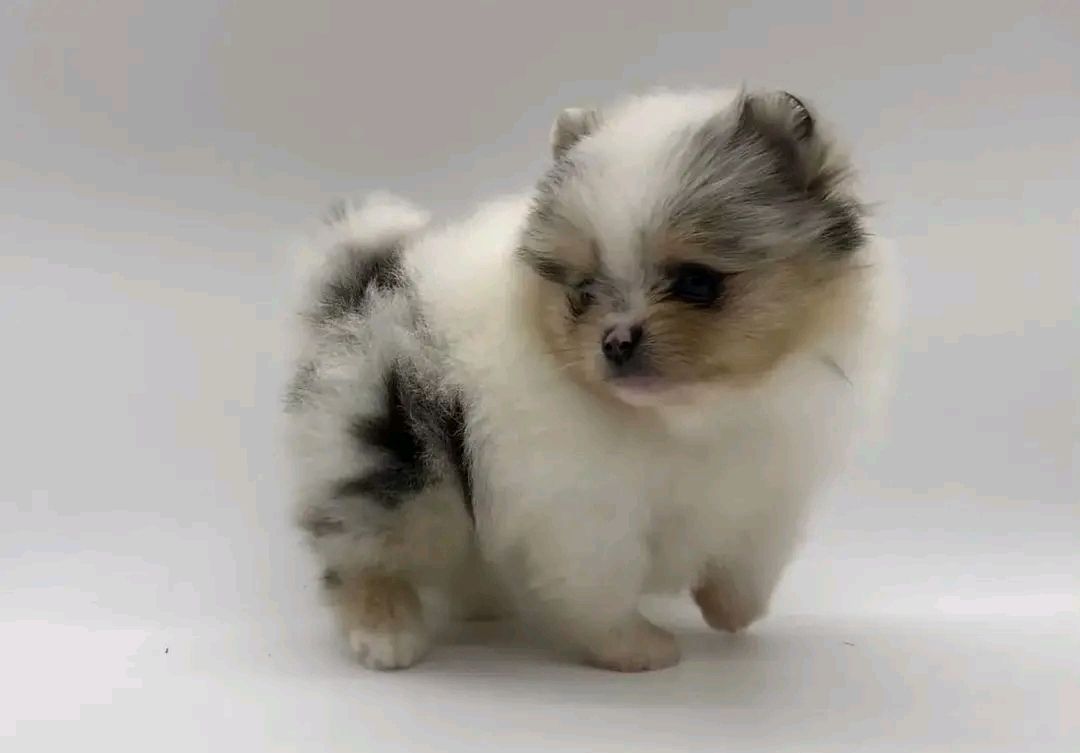 Pomeranian