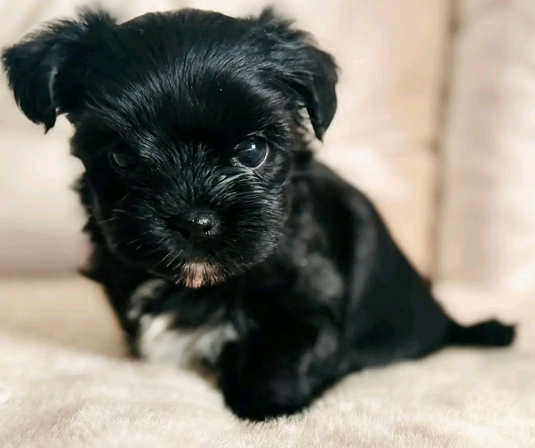 Maltese