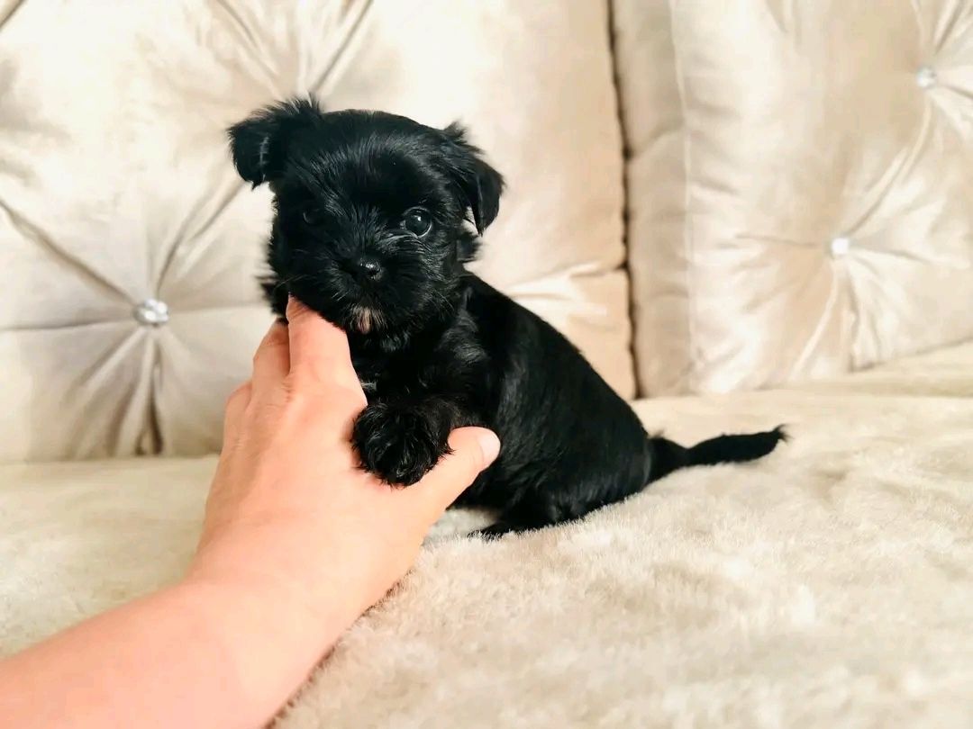 Maltese