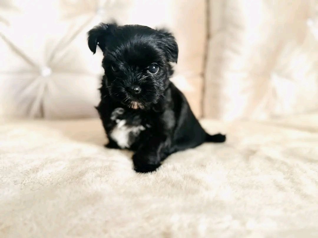 Maltese