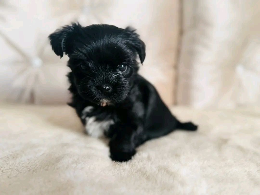 Maltese