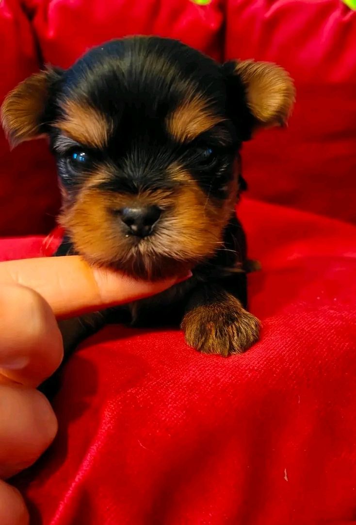 Teacup Yokies