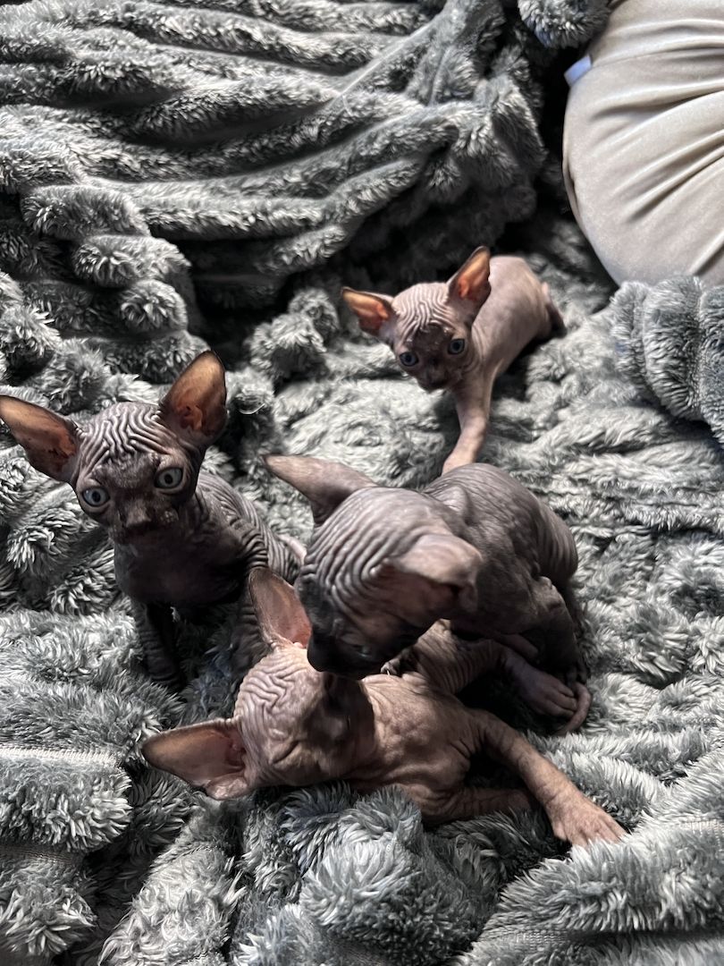 🐈‍⬛Reinrassige kanadische Sphynx Kitten-4 einzigartige 🥰❤️‍🔥Babys suchen liebevolles Zuhause 🐾🏡