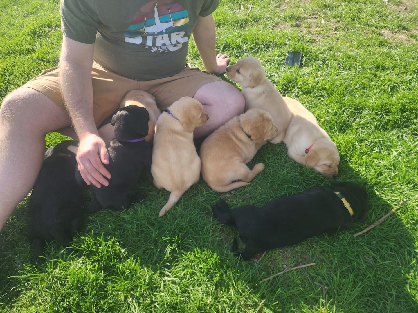 Labradorwelpen abzugeben!
