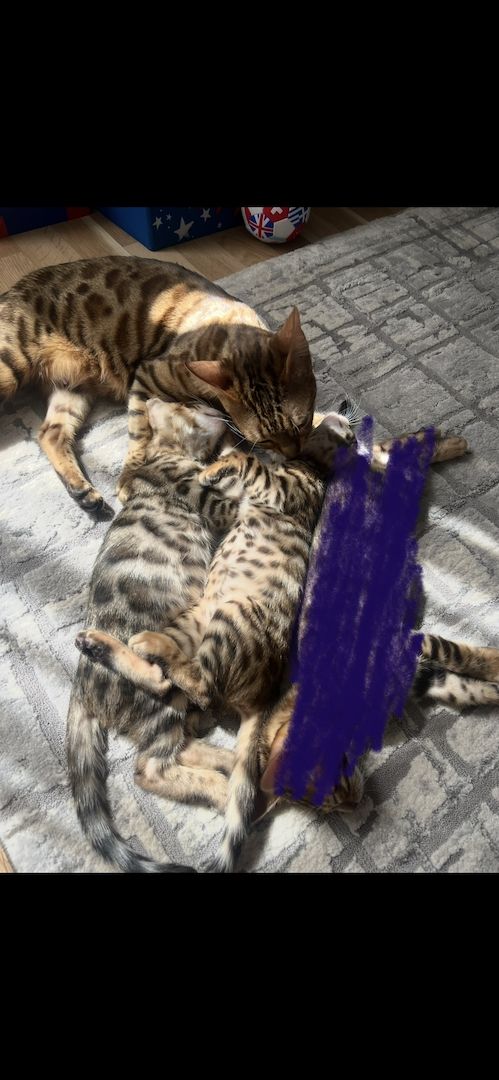 2 Bengal-Mädchen mit schönen Rosetten suchen ein liebevolles Zuhause