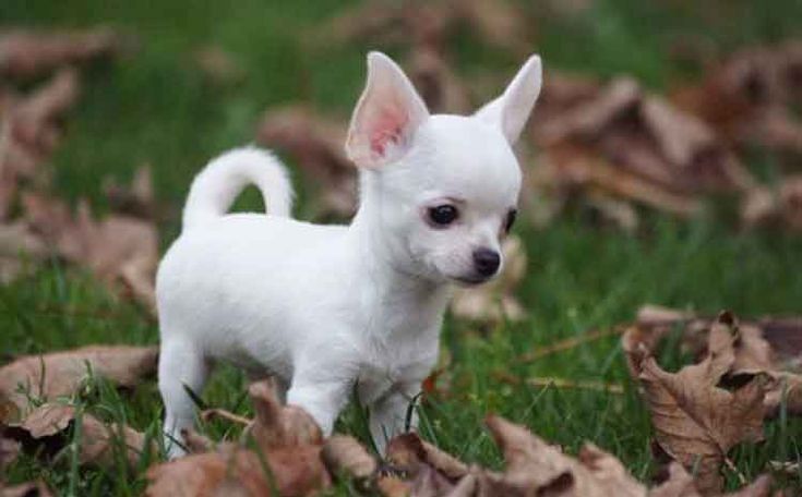 Reinrassige Chihuahua-Welpen zu verkaufen.