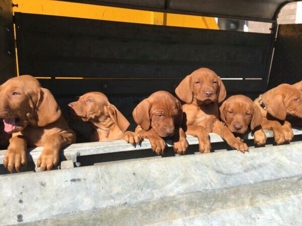 Vizsla-Welpen zu verkaufen.