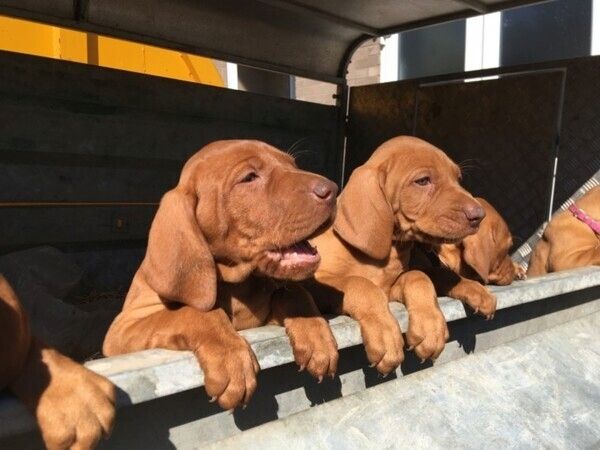 Vizsla-Welpen zu verkaufen.