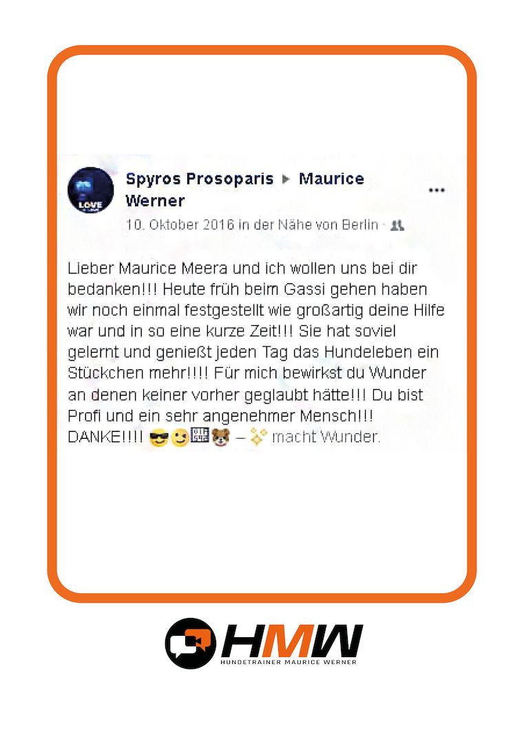 Professionelles Hundetraining – Persönlich oder auch via Video