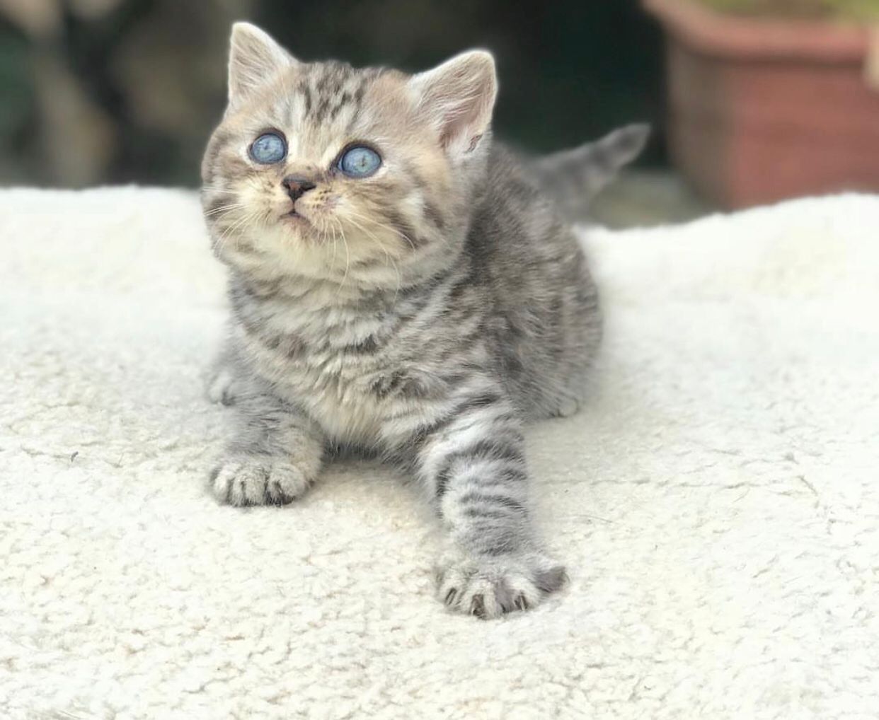 Zwei Bengal-Kitten zu verkaufen