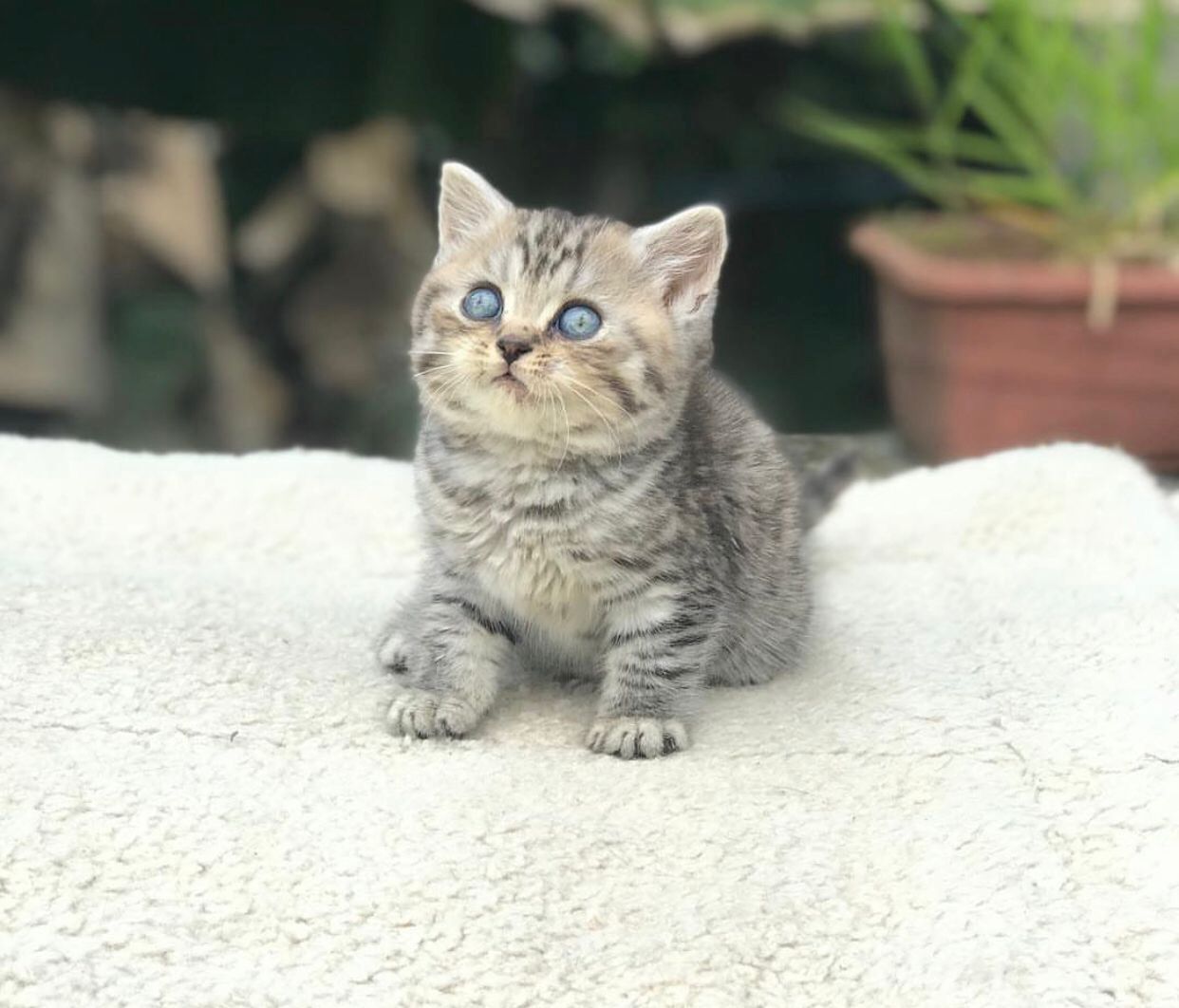 Zwei Bengal-Kitten zu verkaufen