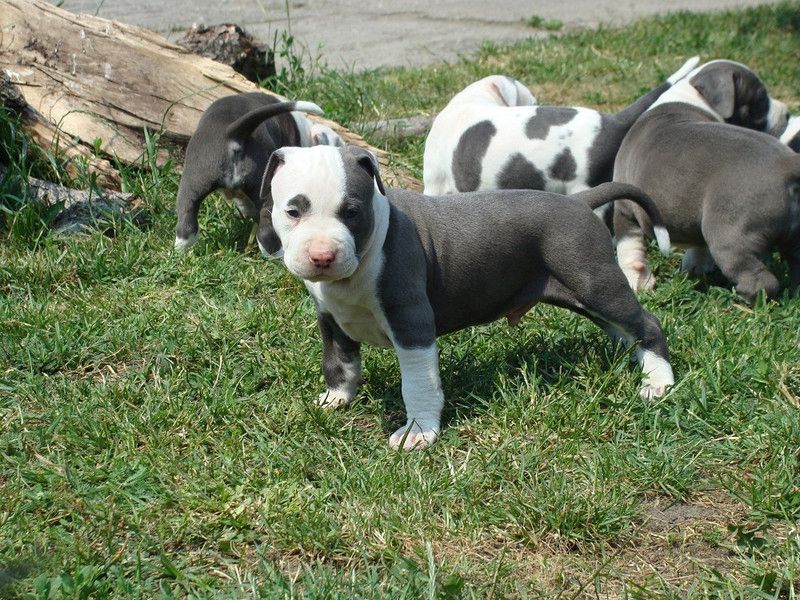 Schöne American Pitbull Blueline welpen