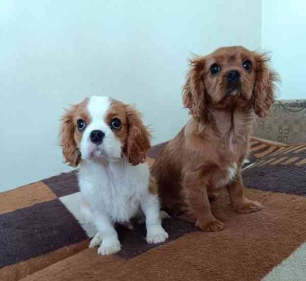 Cavalier King Charles Spaniel Welpen