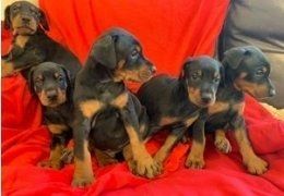 Dobermannwelpen für ein neues Zuhause