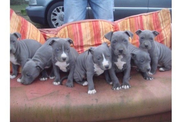 American Blue-Line Pit Bull Terrier Welpen W M