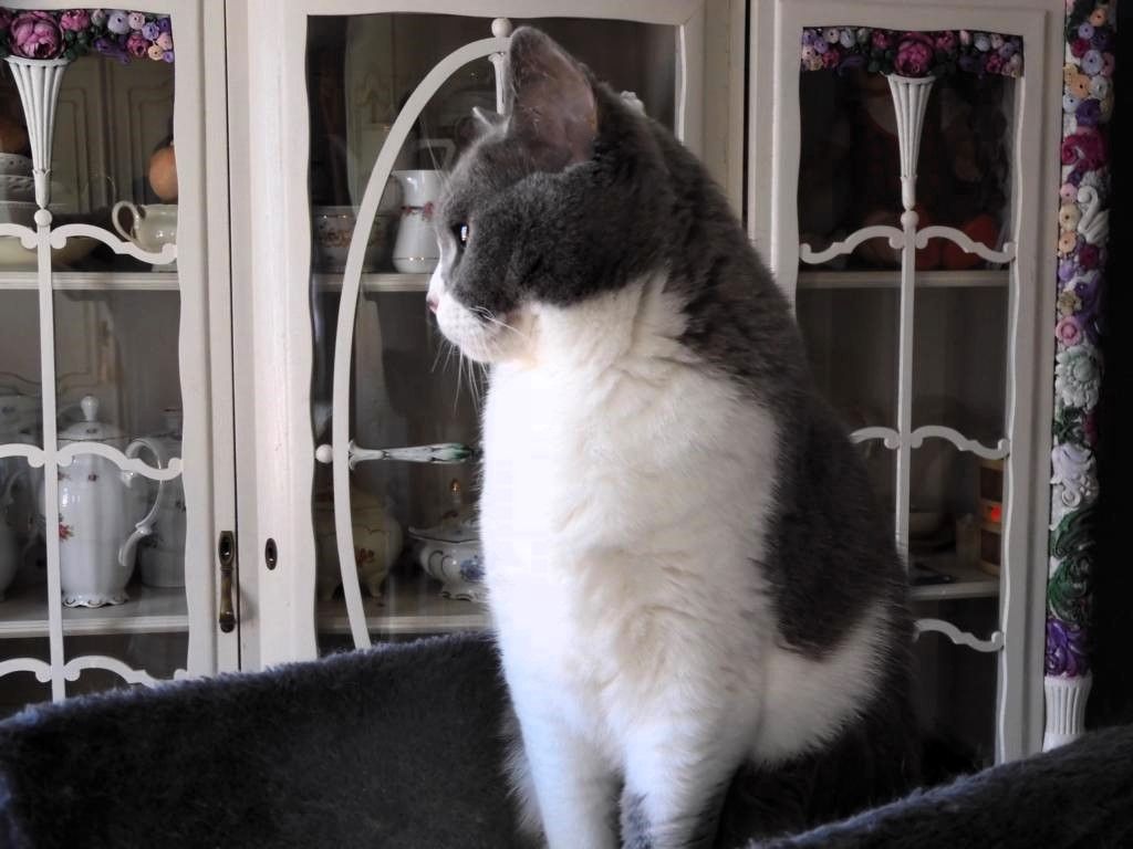 Britisch Kurzhaar (BKH), Katzenbabies, Katzenbabys, Kitten, (m/w)