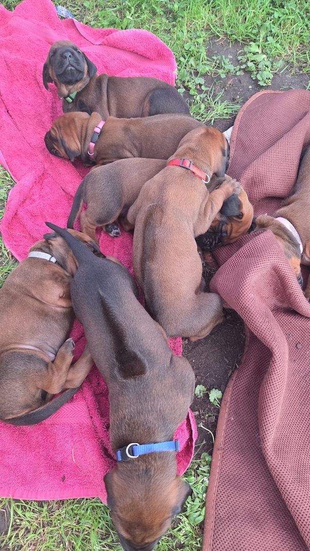 Rhodesian Ridgeback Welpen