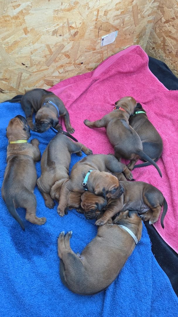 Rhodesian Ridgeback Welpen
