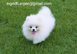 Wunderschöne Pomeranian-Welpen stehen jetzt zum Verkauf.