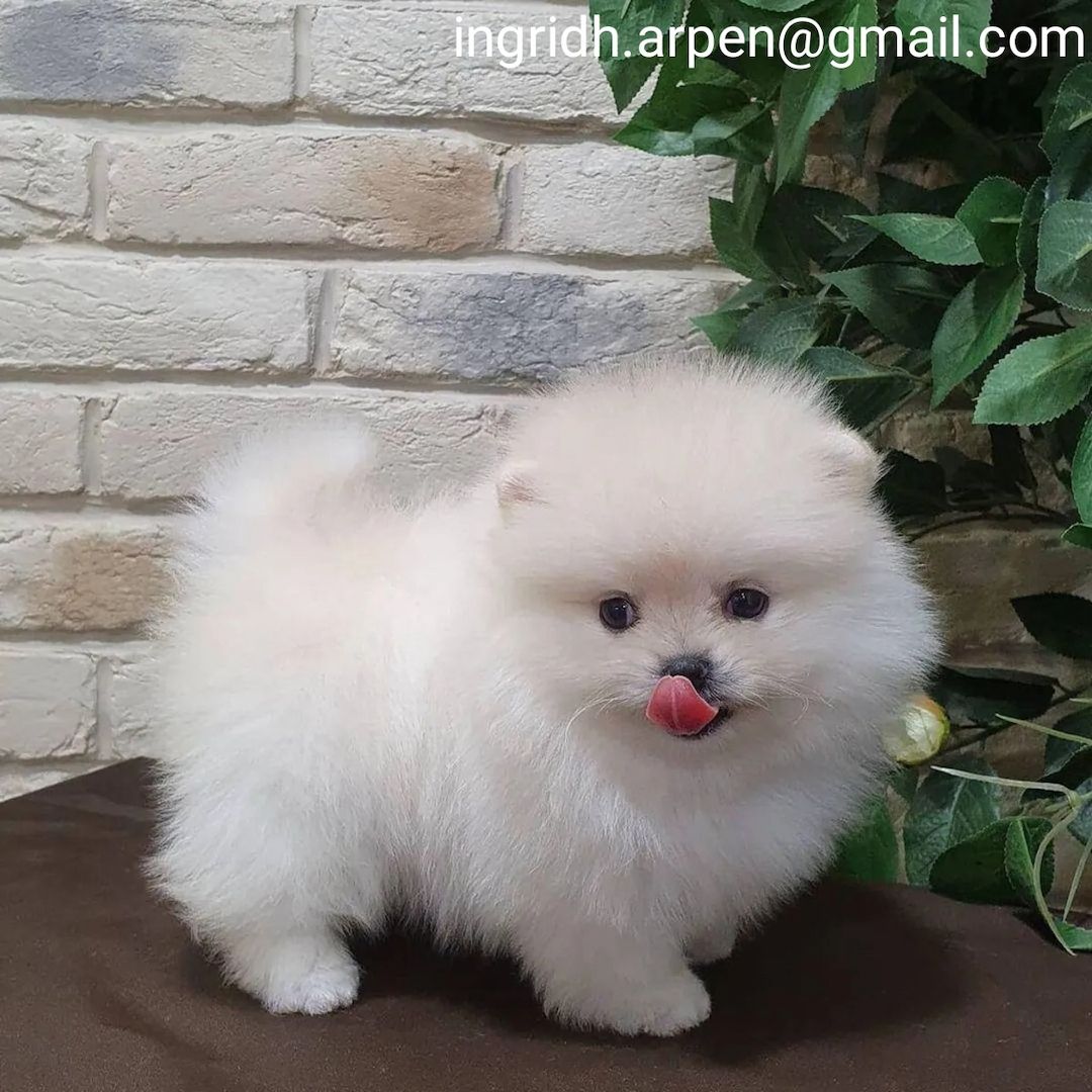 Wunderschöne Pomeranian-Welpen stehen jetzt zum Verkauf.
