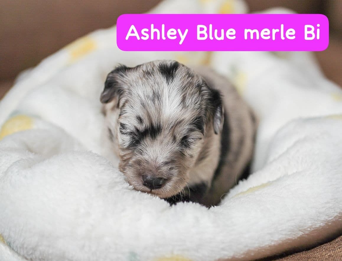 Zauberhafte Mini Australian Sheperds