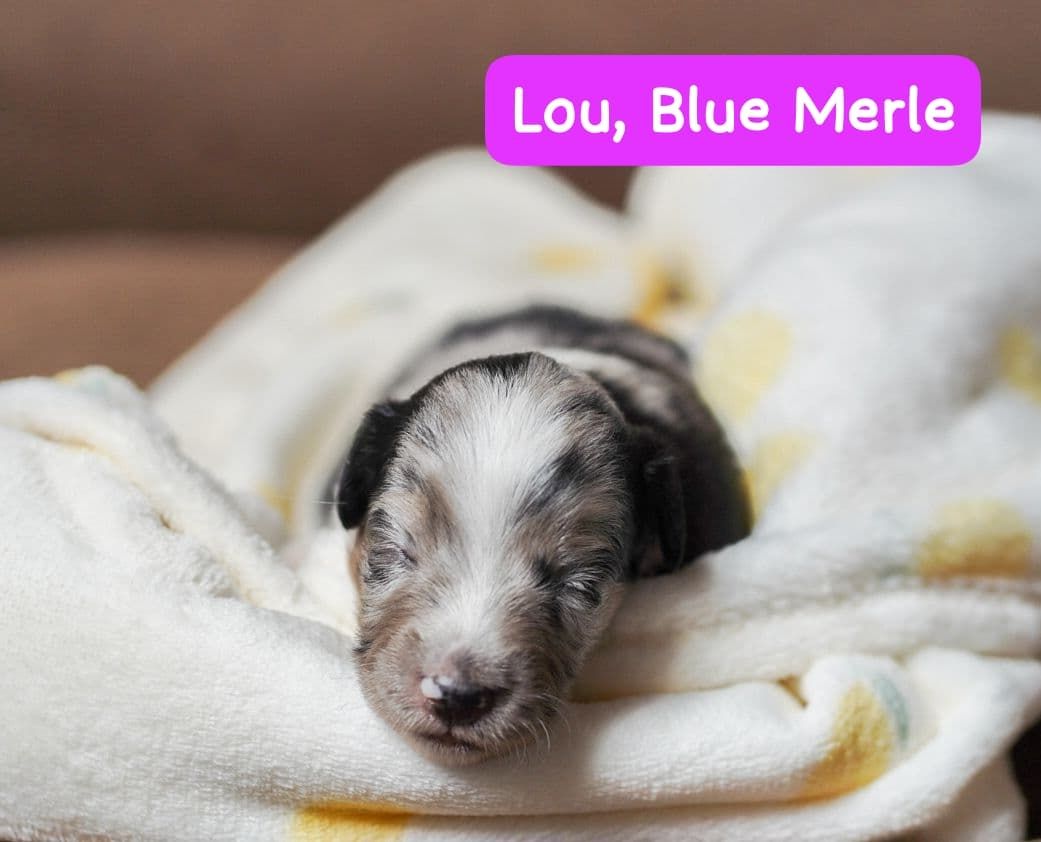 Zauberhafte Mini Australian Sheperds